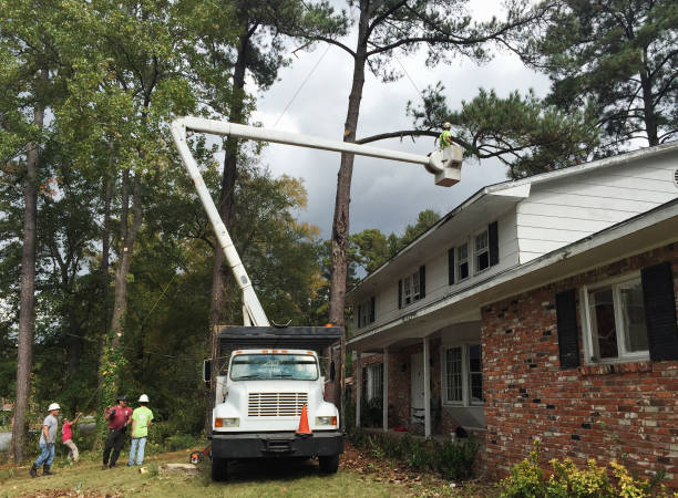 Best Tree Removal  in Stepney, CT