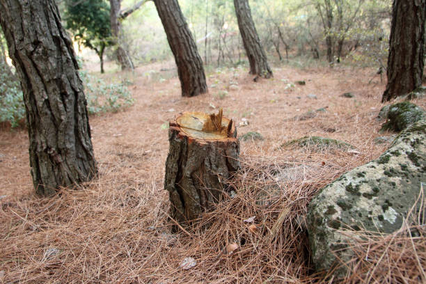 Best Lot and Land Clearing  in Stepney, CT