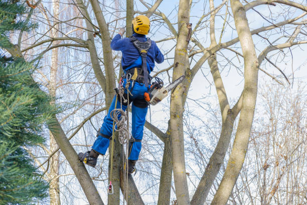 Best Tree Maintenance Programs  in Stepney, CT