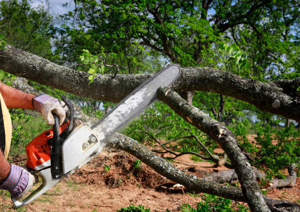 Best Lot and Land Clearing  in Stepney, CT